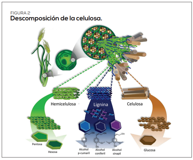 Descomposición rápida